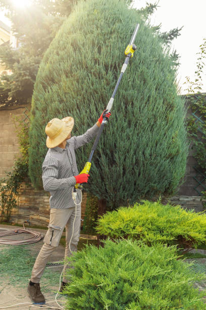 Reliable Kent, WA Tree Services Solutions